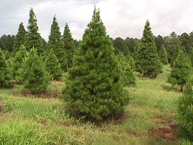 Virginia Pine Christmas Tree